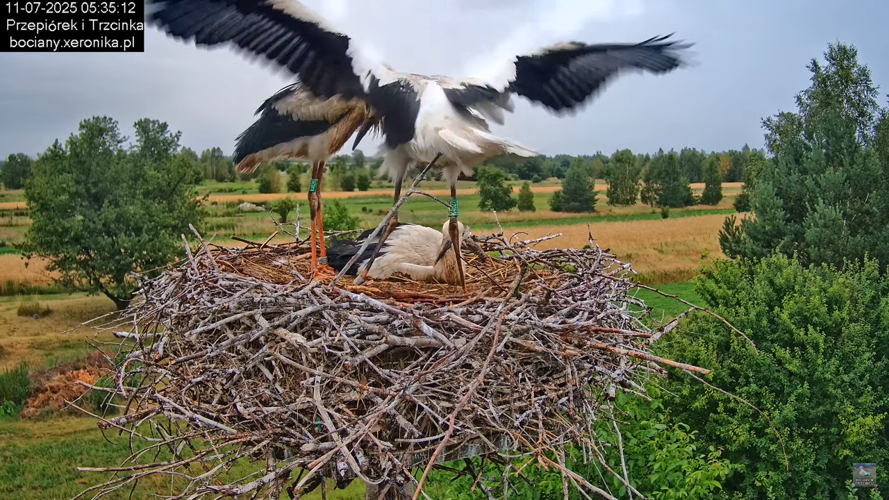 11072025bociany5