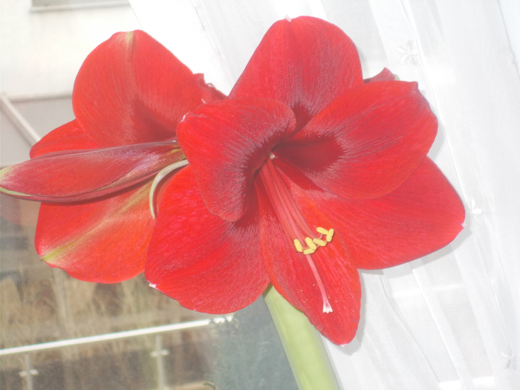 DSCN2446