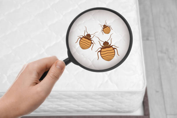 bedbug-8.jpg