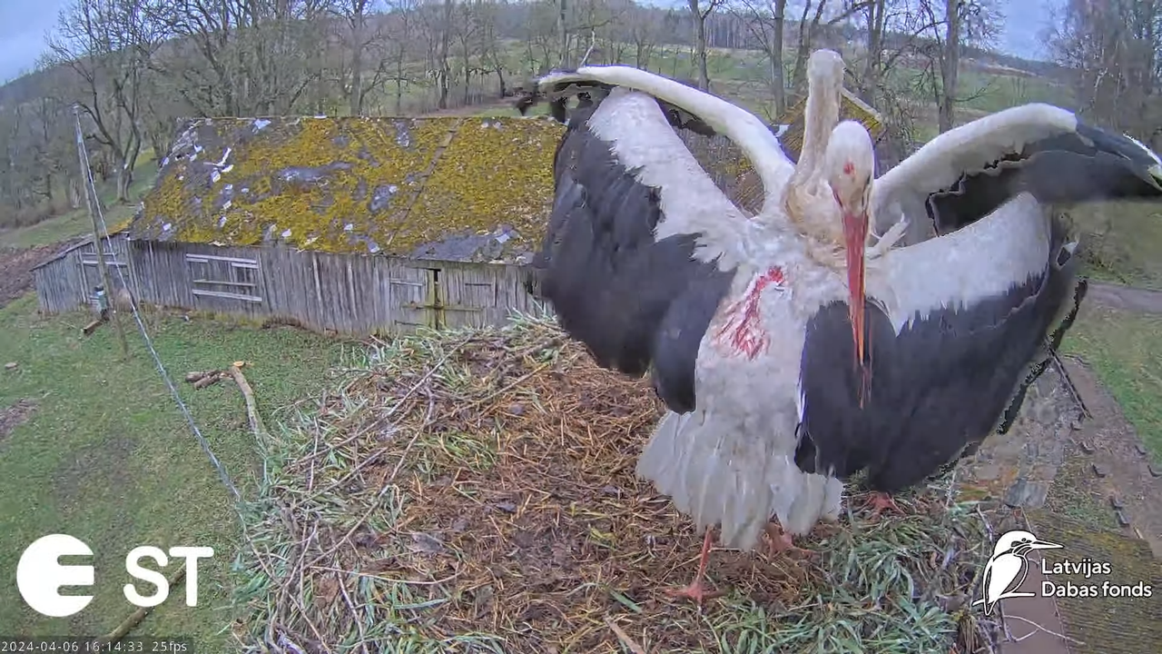 Baltie stārķi (Ciconia ciconia) Tukuma novadā - LDF tiešraide __ White storks in Tukums, Latvia 13-2