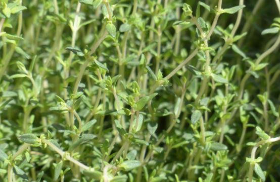 Can Bunnies Eat Thyme