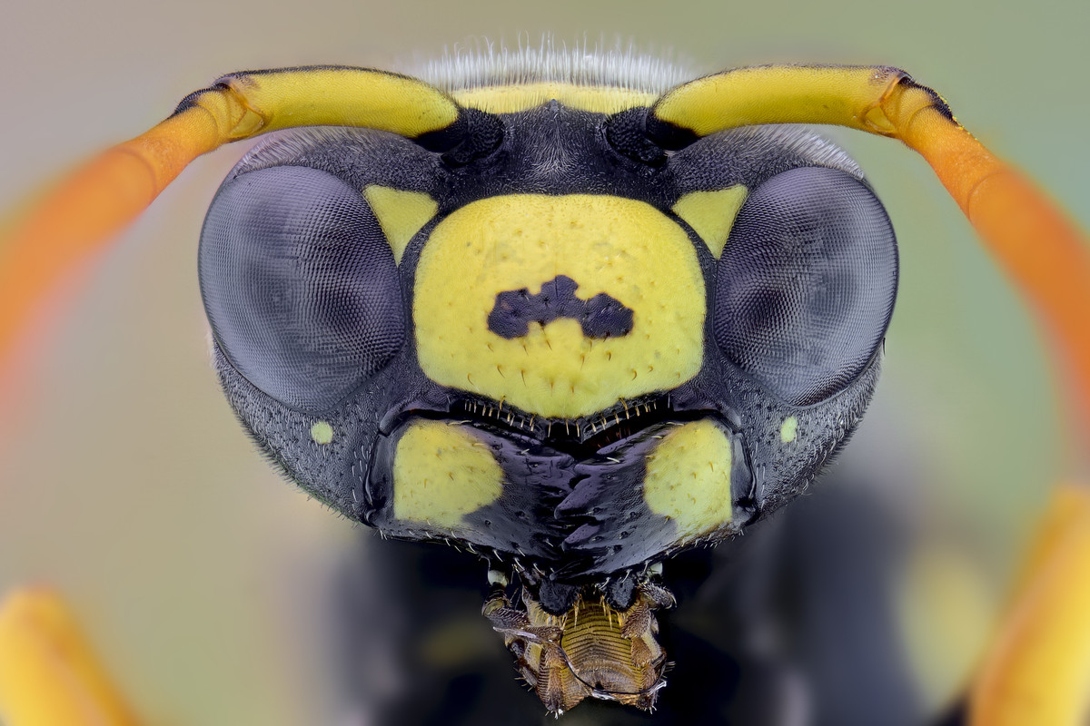 Vespula vulgaris (Linneaus, 1758)