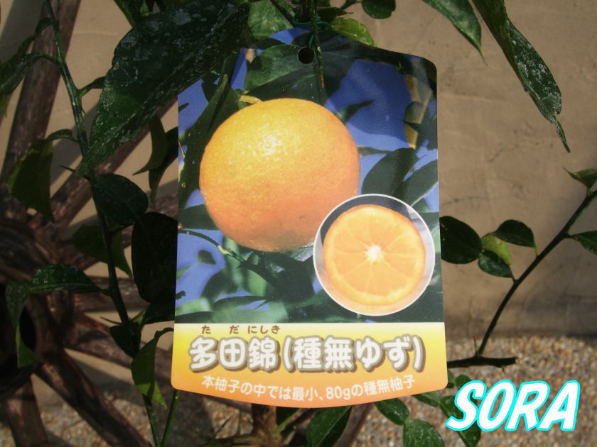 nishiki tada ( yuzu seedless )