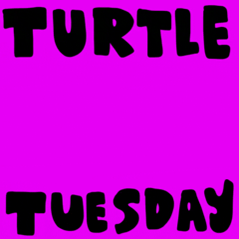 Tuesday-turtle