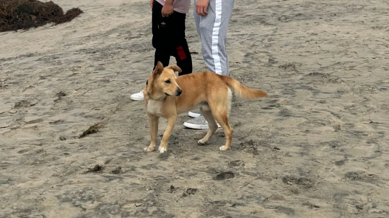 ‘Oso’, el perro que cruzó desde México a Estados Unidos, ya fue deportado