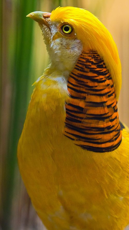 yellowbird50.jpg