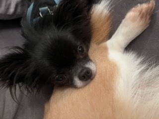 [Image: 2-A4-D012-B-171-C-4008-8684-FC9-B24718-B76.jpg]