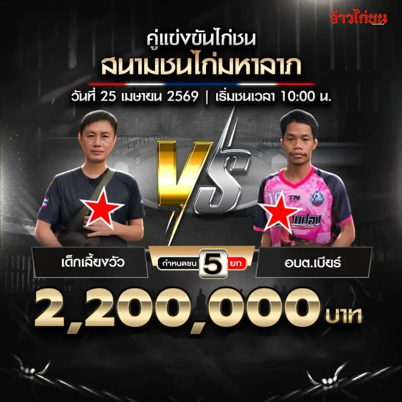 เด็กเลี้ยงวัว พบ อบต.เบียร์ โปรแกรมไก่ชน สนามชนไก่มหาลาภ วันที่ 25 เมษายน 2569