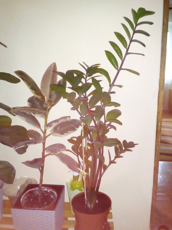 IMG_20210413_175022[1]