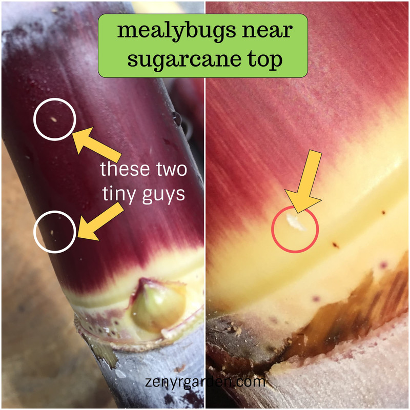 mealybugs-near-sugarcane-top.jpg