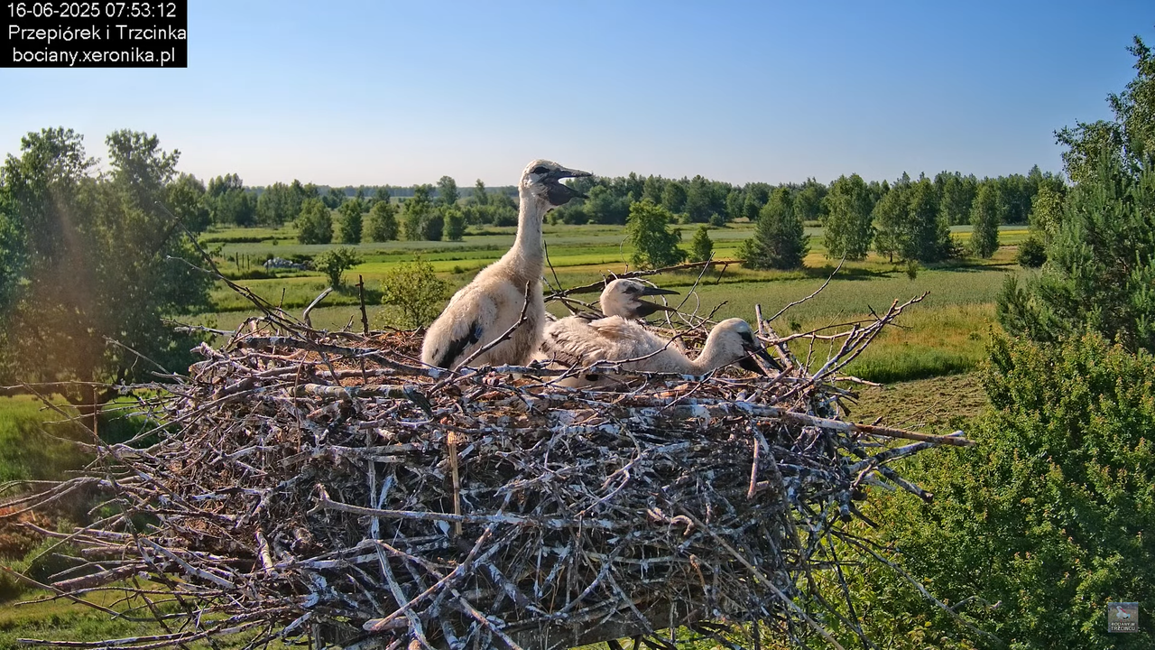 16062025bociany12