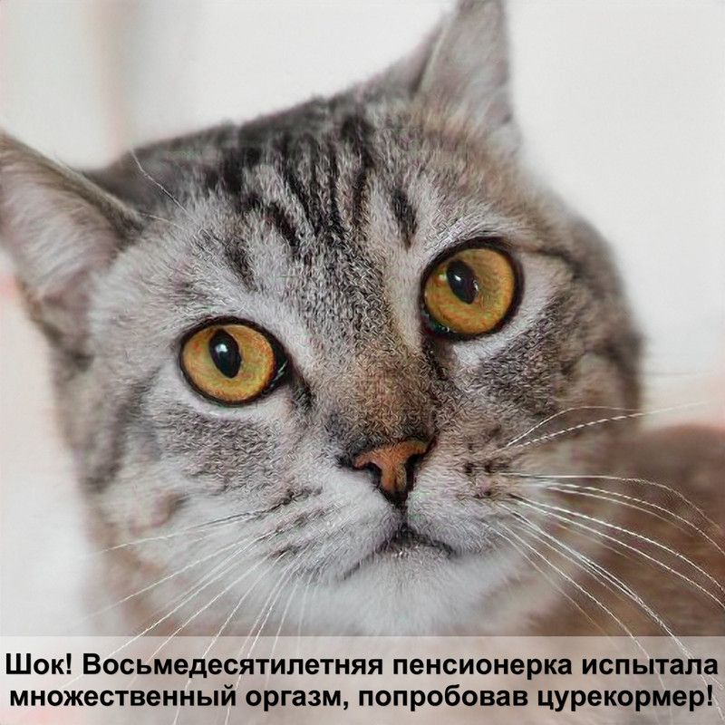 старая кошка выпадает шерсть