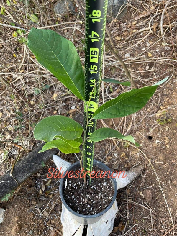 1976EAEC-3CA6-45C7-AB41-8646EAC7F670