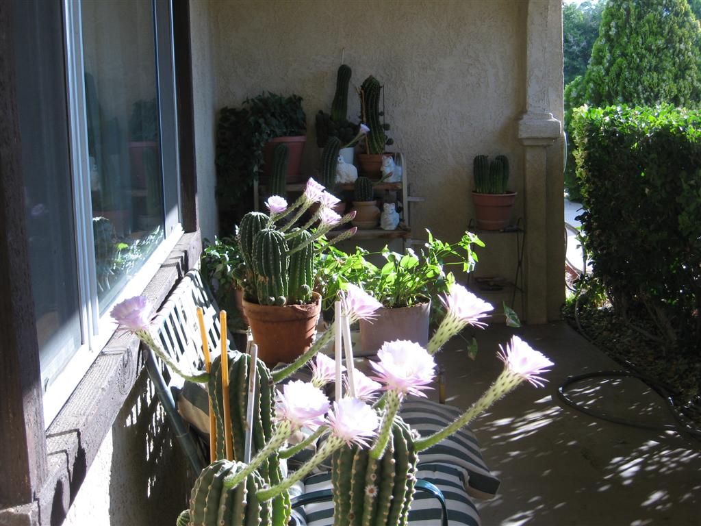 Flowers 5-29-20 004