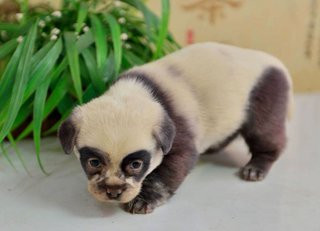 [Image: cute-dog-panda-puppies-2.jpg]