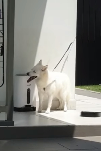 Viral anjing ditinggal sendirian, kepanasan tak bisa minum dan duduk karena tali terlalu pendek.