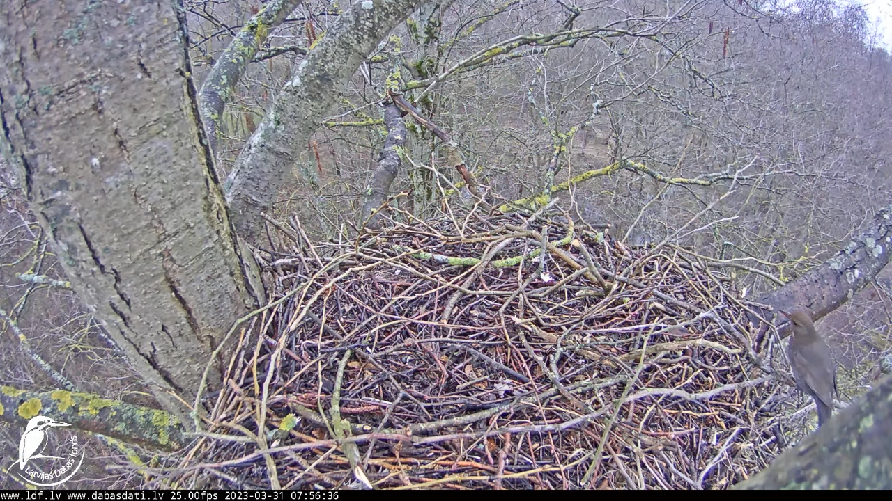 Vistu vanags (Accipiter gentilis) Rīgā - LDF tiešraide __ Goshawks, Riga, Latvia 1-18-12 screenshot