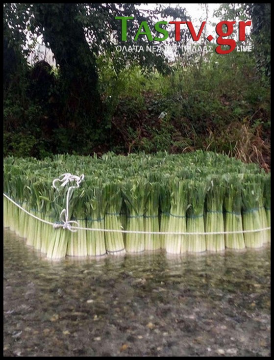 2025-02-17-151358-LGO