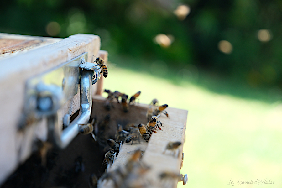Abeilles sur le couvercle de la ruche qui se referme doucement, pour la garder à l'intérieur