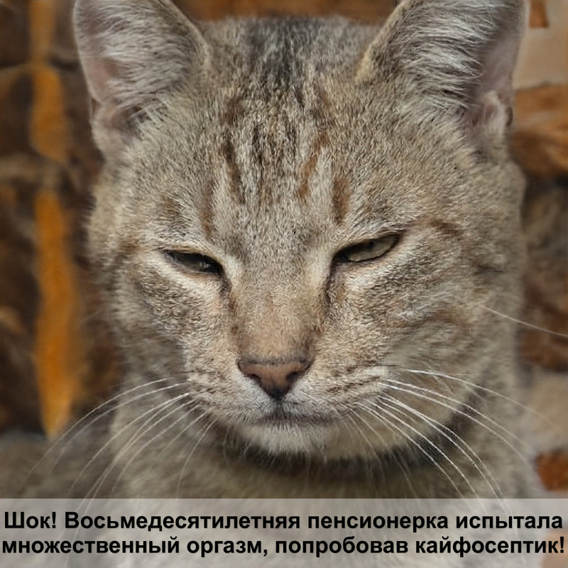 ошейник для котенка