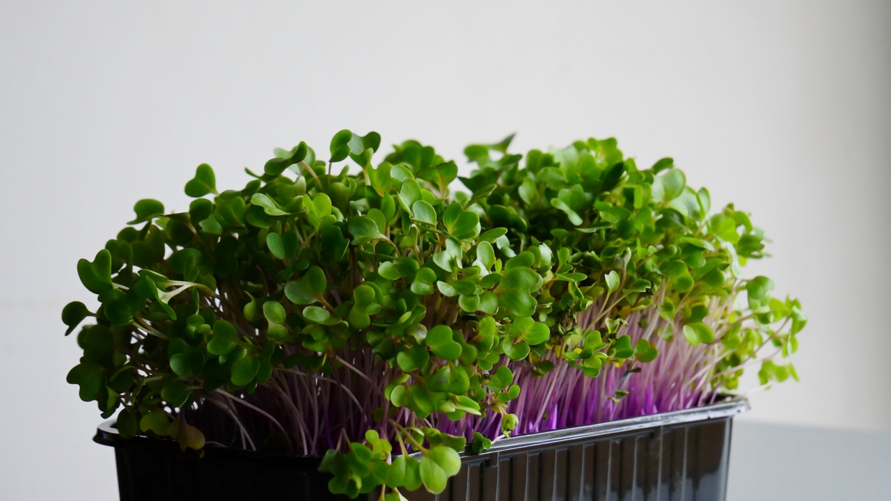 Kohlrabi Microgreens