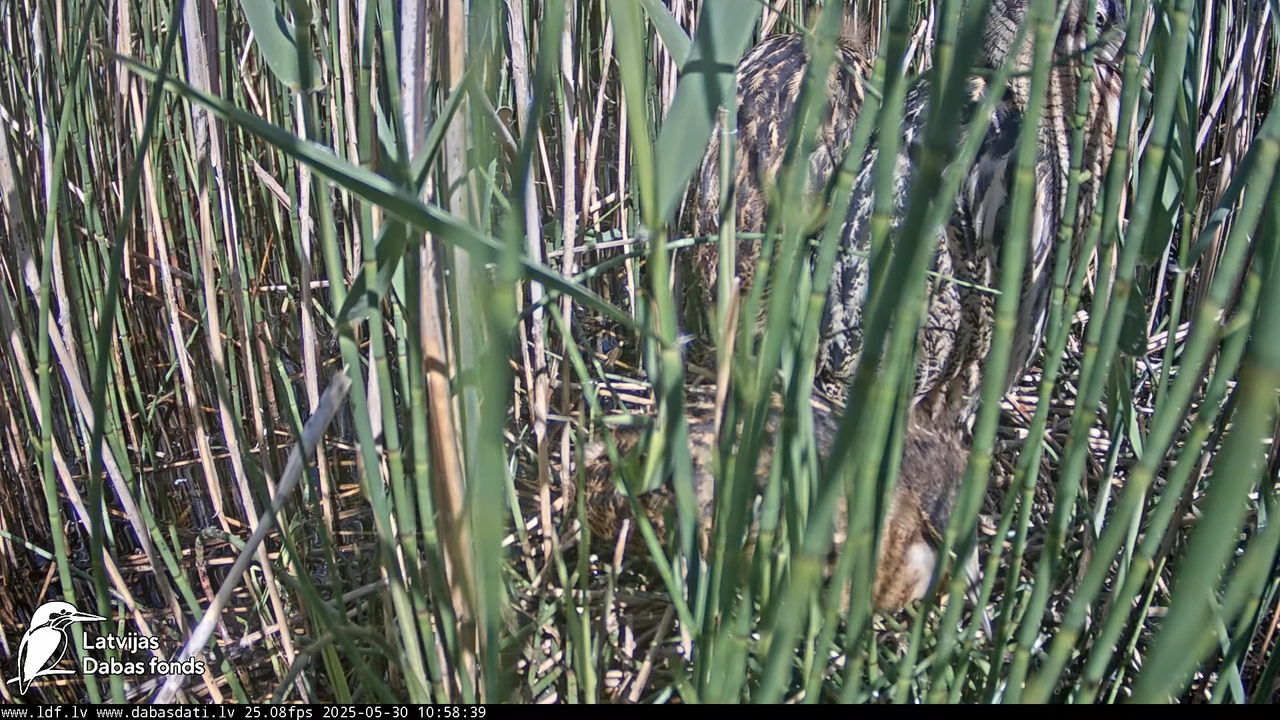 LDF Lielais dumpis (Botaurus stellaris) Zemītes pagastā 16-44-54 screenshot