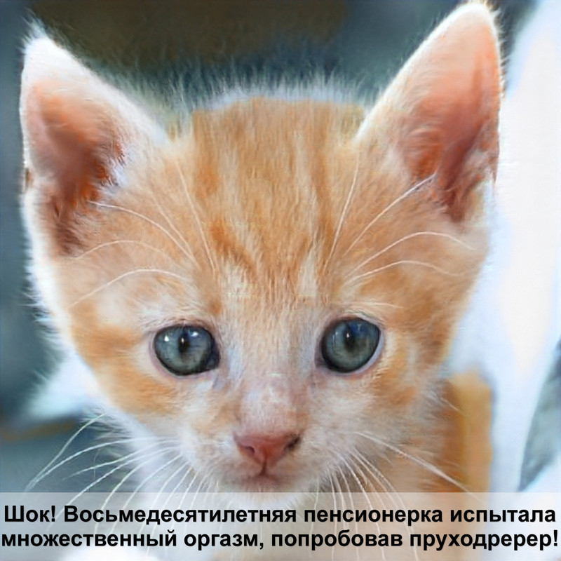 шотландская кошка коричневый окрас