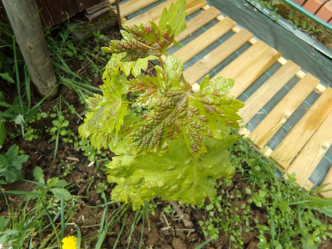 petit problème sur le plant de vigne