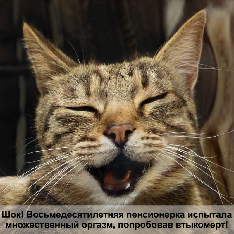 окраска шотландских кошек