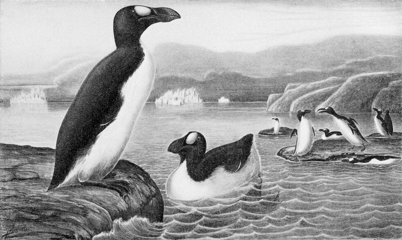 American Ornithological Society Shapes