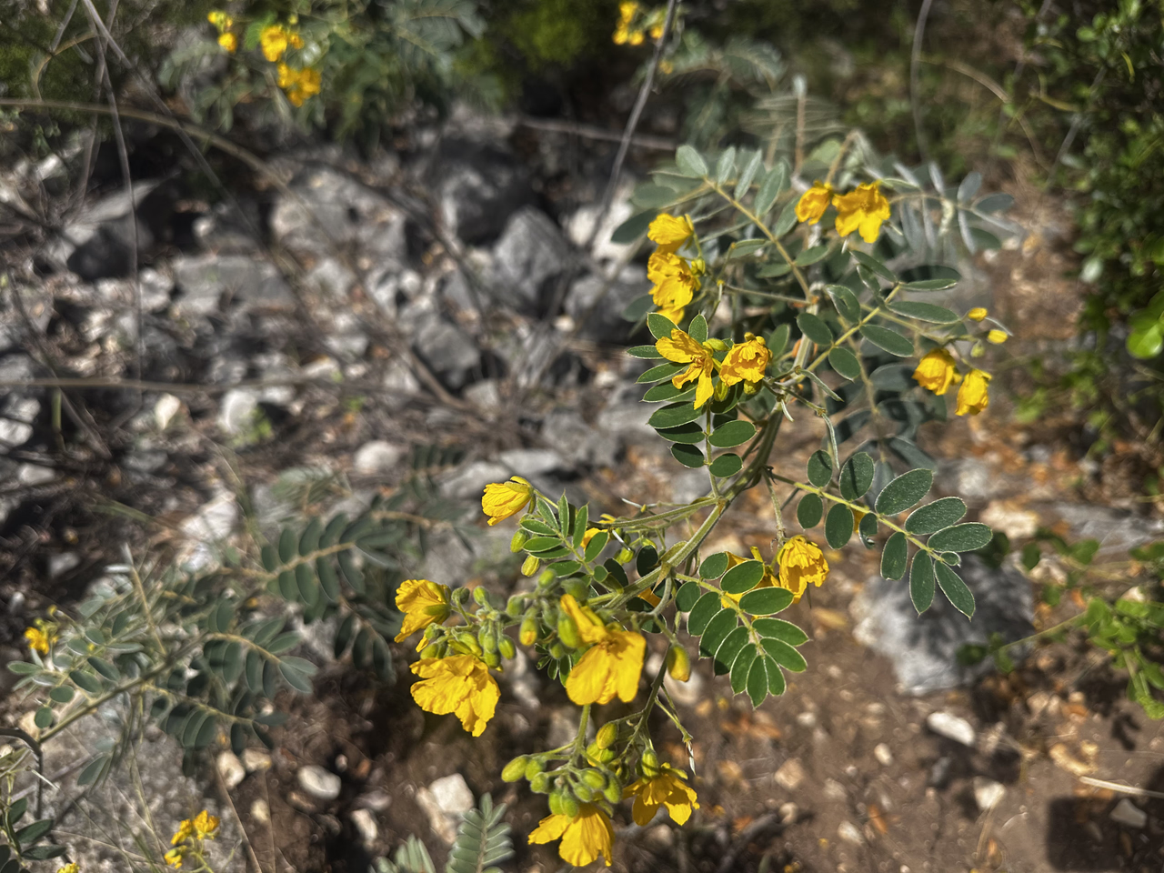 Yellow flowers