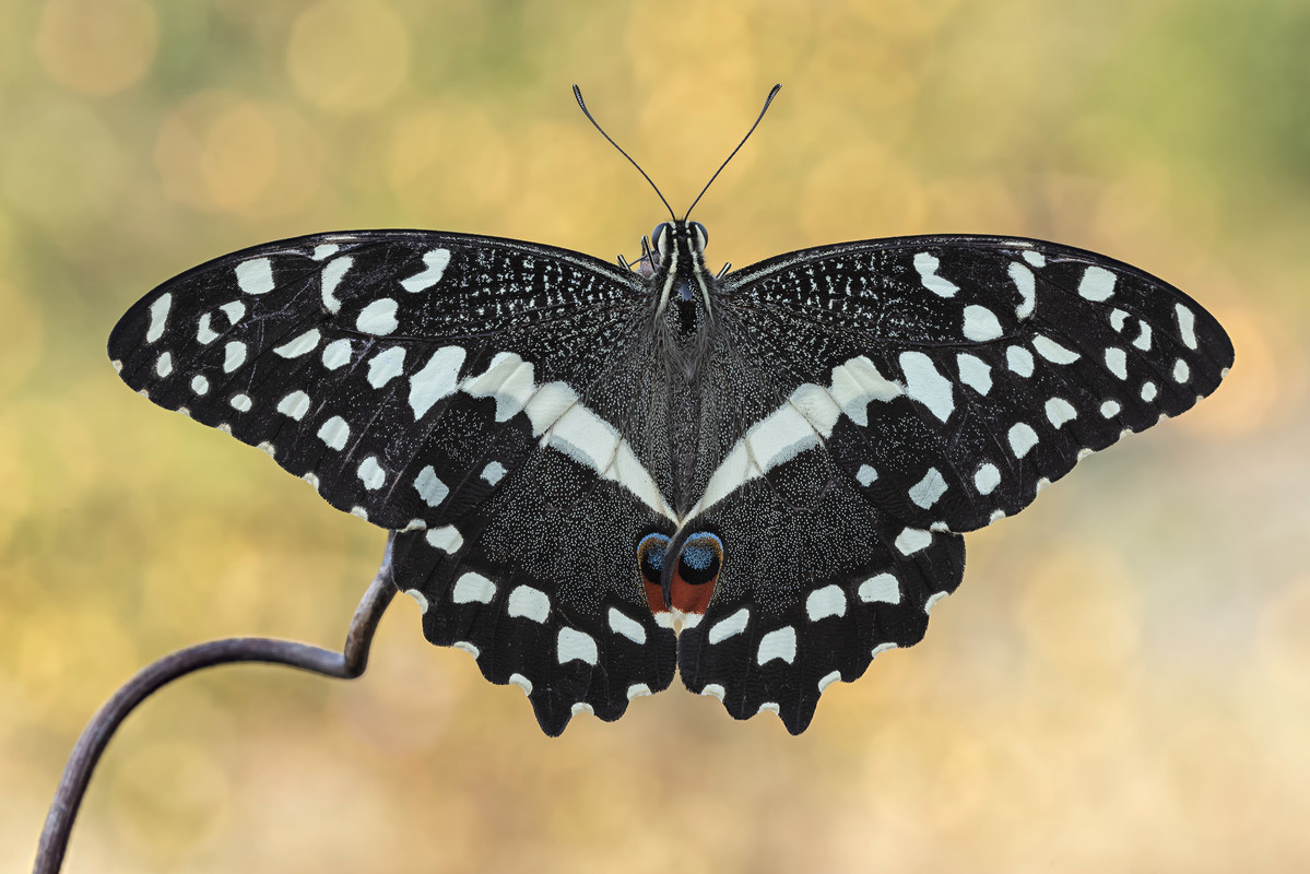 Papilio demodocus - Citrus butterfly o Christmas butterfly (Esper, 1798)1