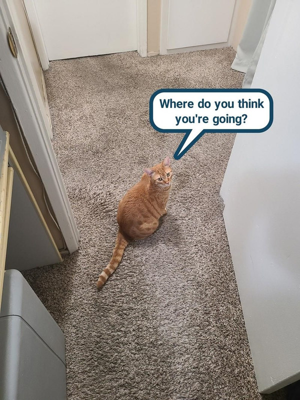 you cant leave me