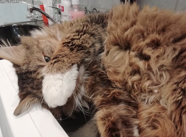 FA62A238-448A-496B-BF03-DA73C105DE19