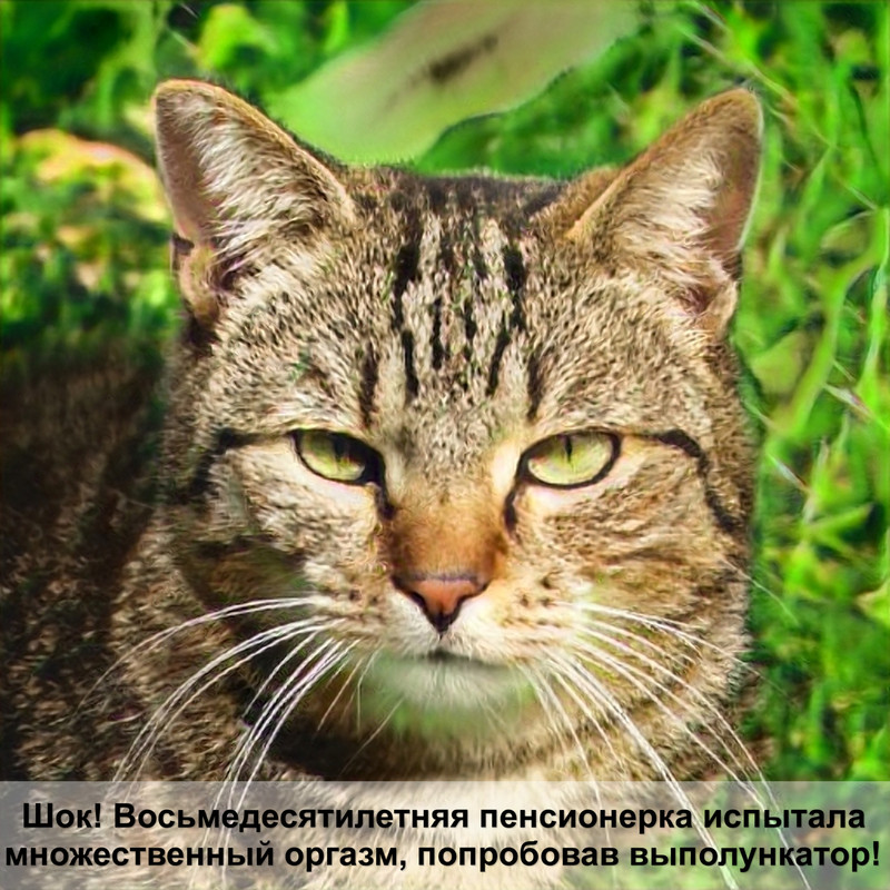 черепаховый окрас кошки шотландки