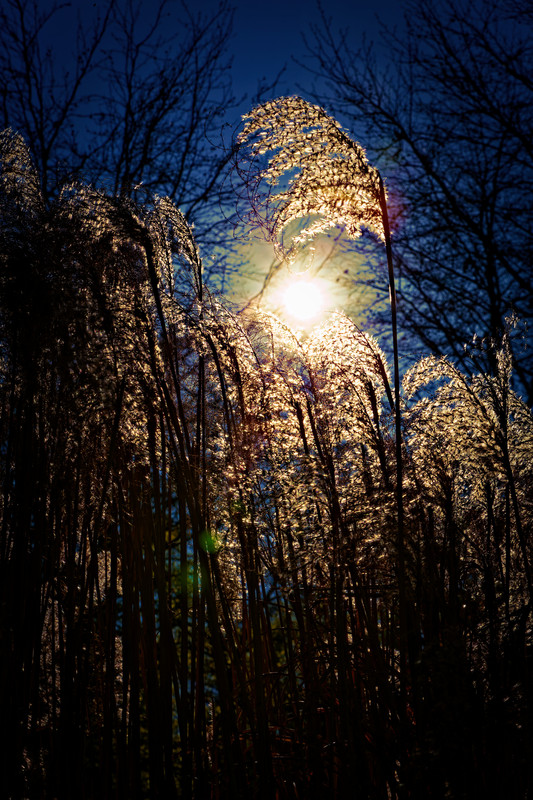 Tintin 2025 (265)_DxO-1_Radiant