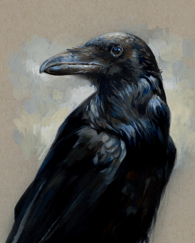 zoltan-pogonyi-crow-01-1350