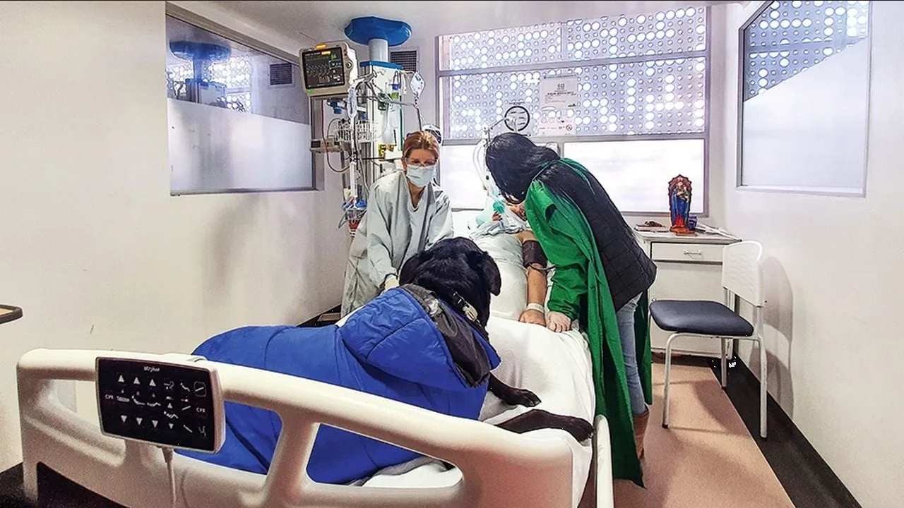 Perrito despertó a su dueña de un coma y falleció poco después