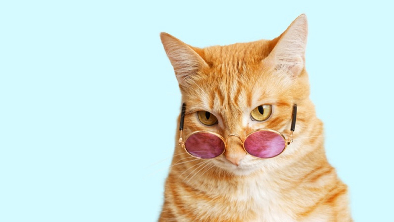 Día Internacional del Gato ¿Cuántos días del 'michi' se celebran?