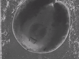 GIFs-4