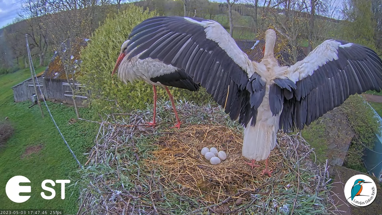 Baltie stārķi (Ciconia ciconia) Tukuma novadā - LDF tiešraide __ White storks in Tukums, Latvia 15-1