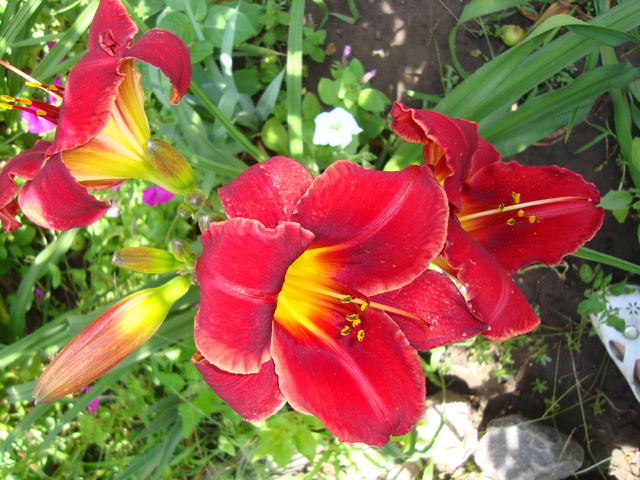 DSC05905