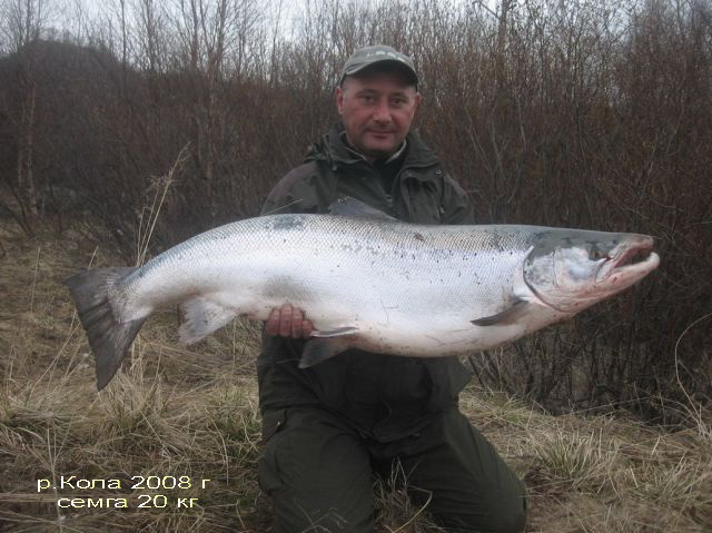 Кола 2008 семга 20 кг