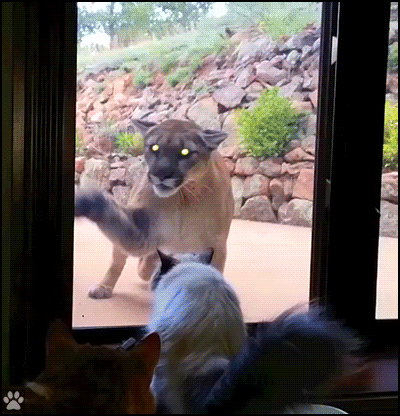Crazy-Cat-GIF-OMG-Brave-cat-stands-up-to-mountain-Lion-Fearless-kitty-showing-to-big-bro-who-is.gif