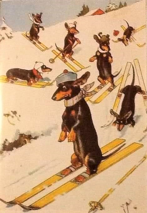 [Image: Sport-d-hiver-teckels.jpg]