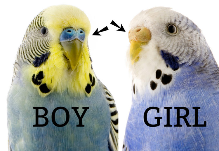 [Image: Budgie-boy-and-girl-750x518.jpg]