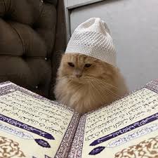 cat