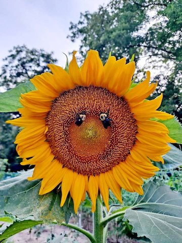 Sunflower_perfect_timing