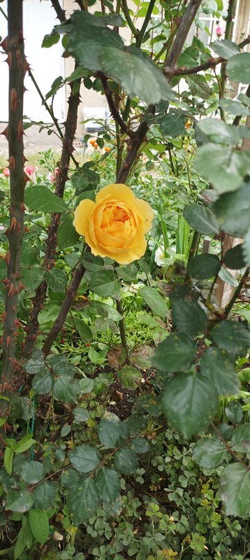 IMG_20230520_104307