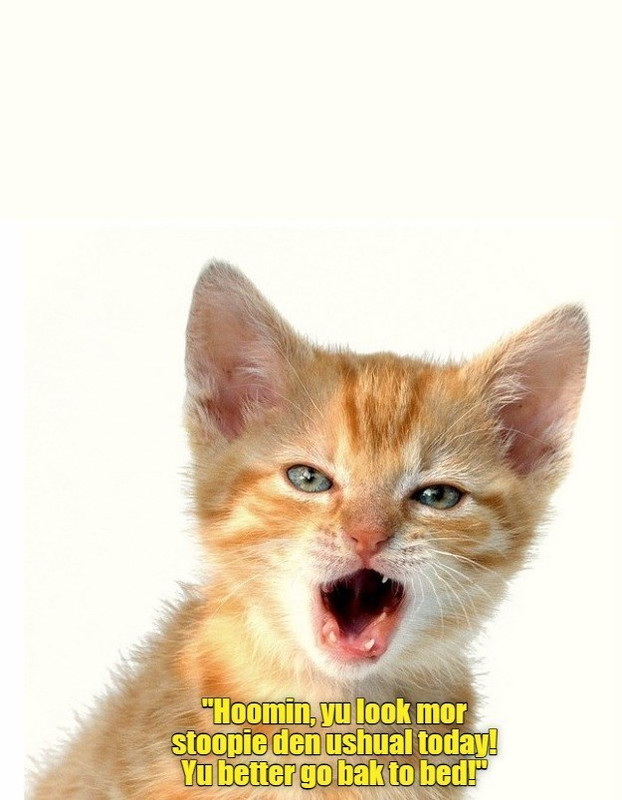 kitty-has-spoken